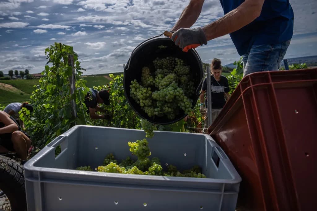 A worker pouring a bucket of freshly picked white grapes into a harvest bin in a vineyard